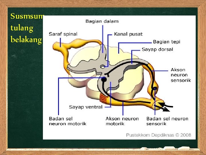 Susmsum tulang belakang 