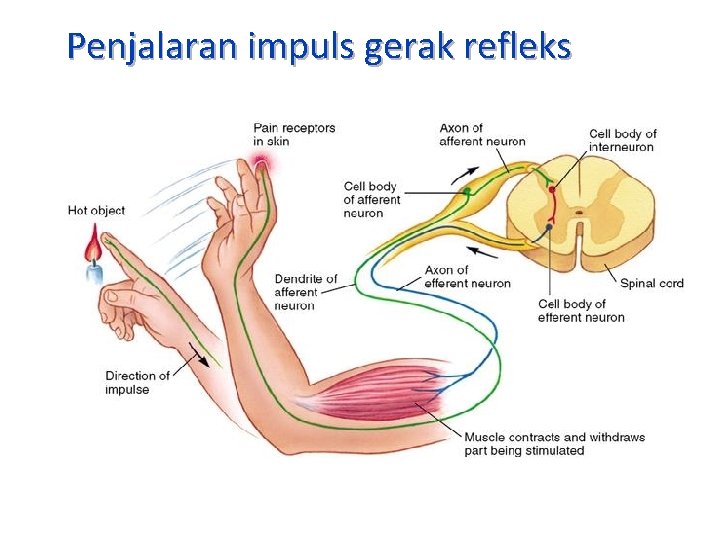 Penjalaran impuls gerak refleks 