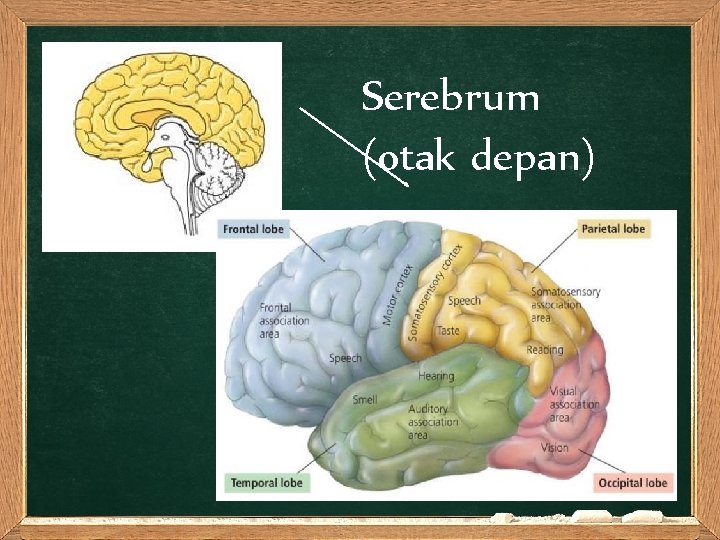 Serebrum (otak depan) 