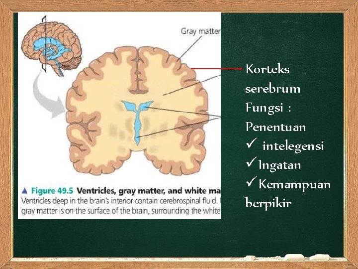 Korteks serebrum Fungsi : Penentuan ü intelegensi üIngatan üKemampuan berpikir 