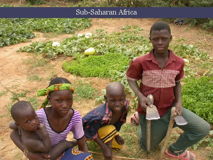vegetables + development 12 / Sub-Saharan Africa AVRDC – The World Vegetable Center 