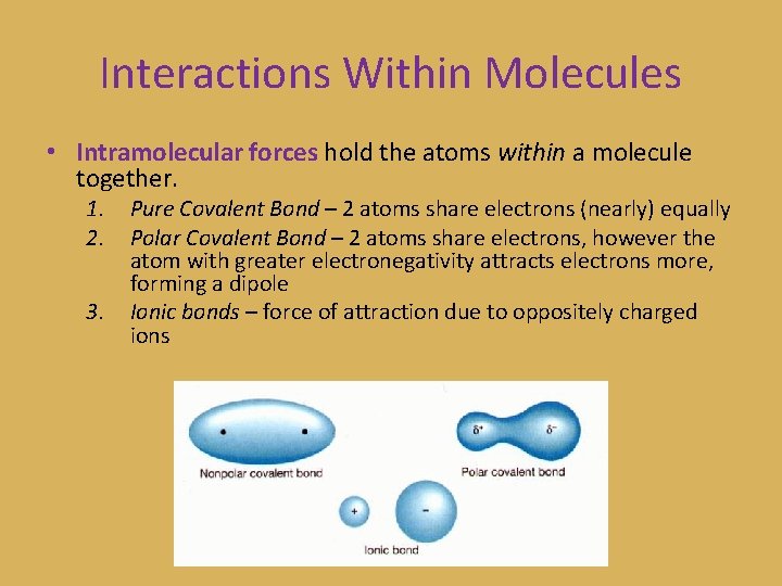 Interactions Within Molecules • Intramolecular forces hold the atoms within a molecule together. 1.