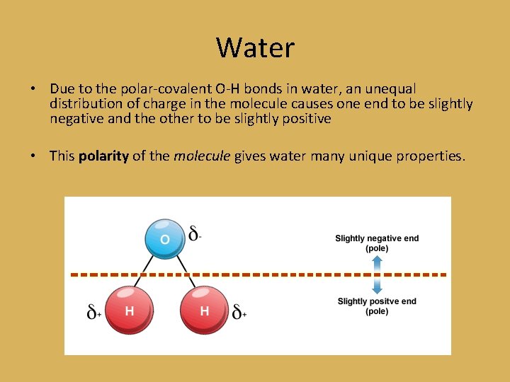 Water • Due to the polar-covalent O-H bonds in water, an unequal distribution of