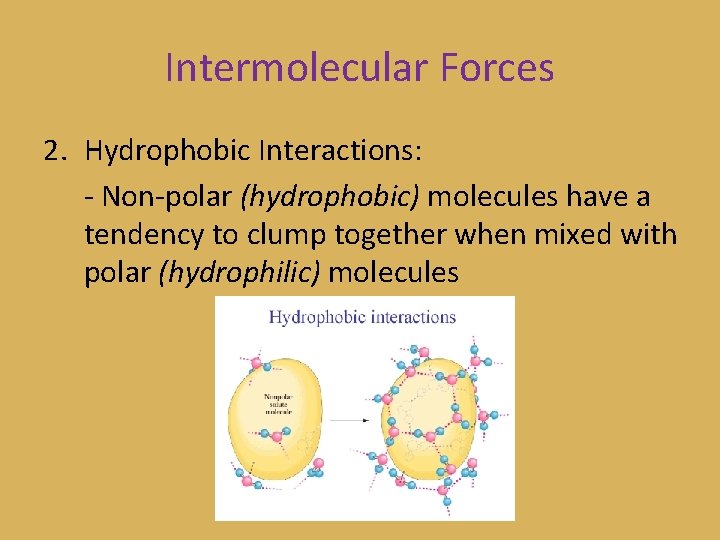 Intermolecular Forces 2. Hydrophobic Interactions: - Non-polar (hydrophobic) molecules have a tendency to clump