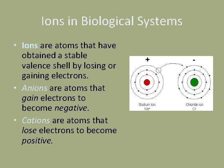 Ions in Biological Systems • Ions are atoms that have obtained a stable valence