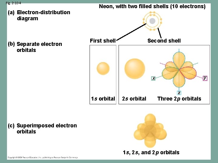 Fig. 2 -10 -4 (a) Electron-distribution diagram (b) Separate electron orbitals Neon, with two