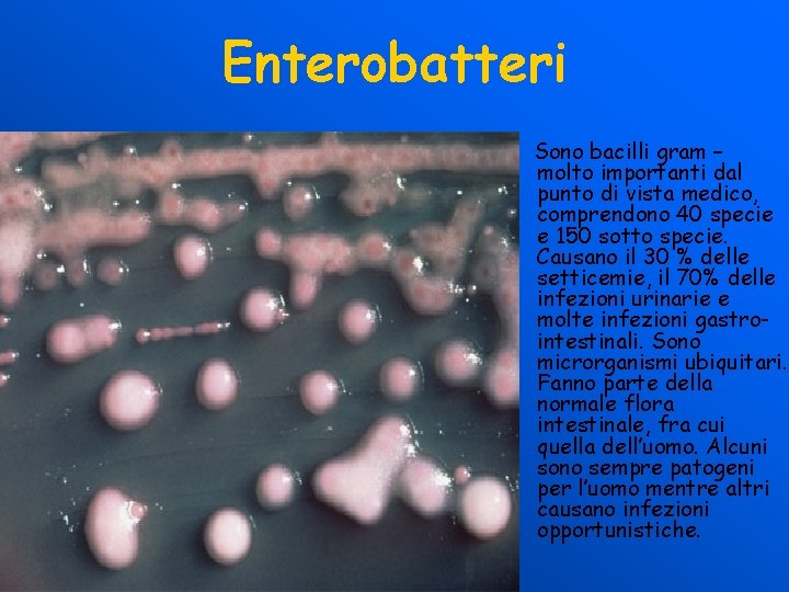 Enterobatteri Sono bacilli gram – molto importanti dal punto di vista medico, comprendono 40