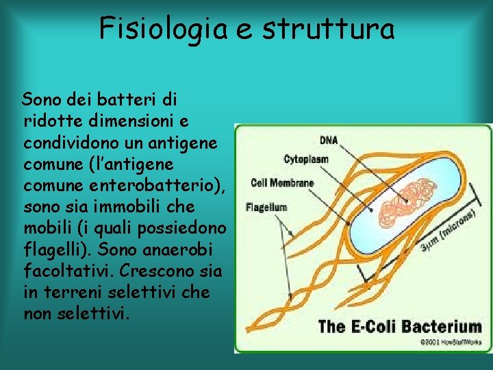 Fisiologia e struttura Sono dei batteri di ridotte dimensioni e condividono un antigene comune
