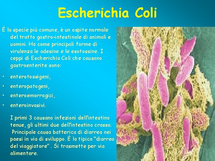 Escherichia Coli È la specie più comune, è un ospite normale del tratto gastro-intestinale