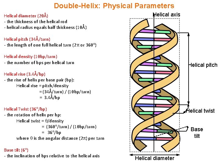 Double-Helix: Physical Parameters Helical diameter (20Å) - the thickness of the helical rod -