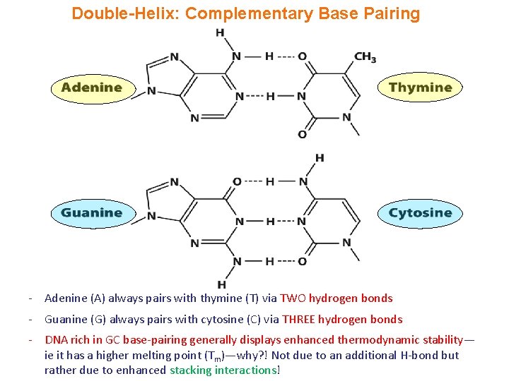 Double-Helix: Complementary Base Pairing - Adenine (A) always pairs with thymine (T) via TWO