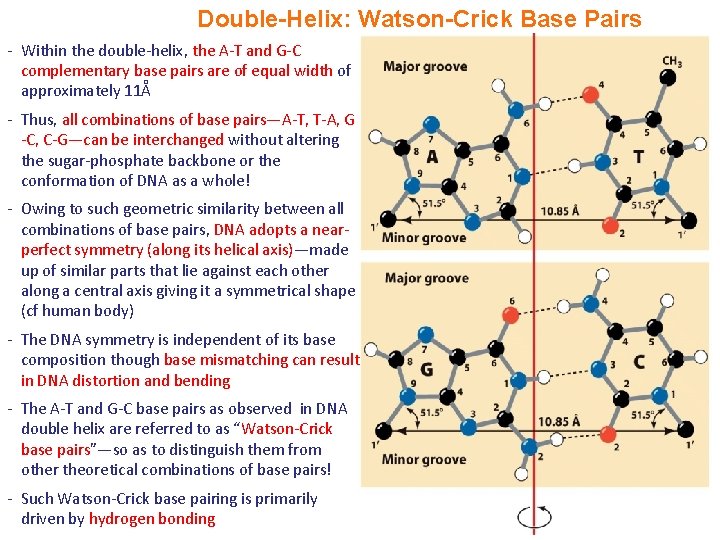 Double-Helix: Watson-Crick Base Pairs - Within the double-helix, the A-T and G-C complementary base Double-Helix: Watson-Crick Base Pairs - Within the double-helix, the A-T and G-C complementary base