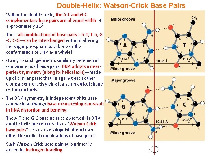 Double-Helix: Watson-Crick Base Pairs - Within the double-helix, the A-T and G-C complementary base