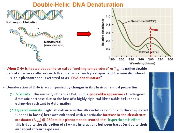 Double-Helix: DNA Denaturation max - When DNA is heated above the so-called “melting temperature”