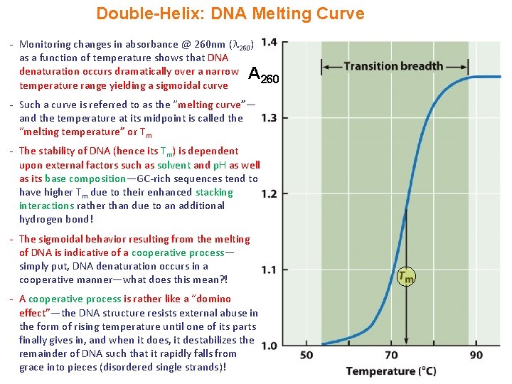 Double-Helix: DNA Melting Curve - Monitoring changes in absorbance @ 260 nm ( 260)