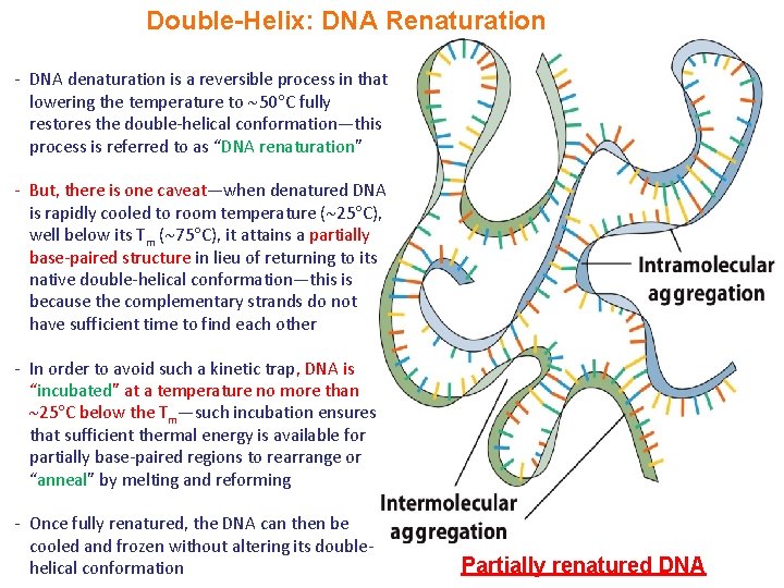 Double-Helix: DNA Renaturation - DNA denaturation is a reversible process in that lowering the