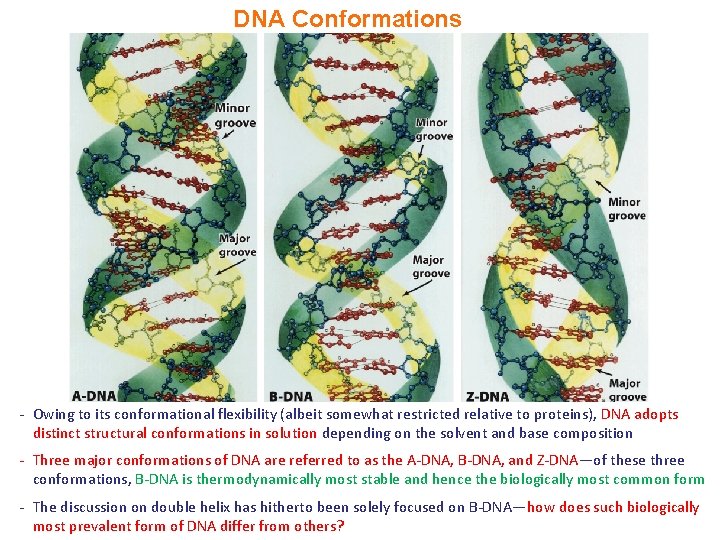 DNA Conformations - Owing to its conformational flexibility (albeit somewhat restricted relative to proteins), DNA Conformations - Owing to its conformational flexibility (albeit somewhat restricted relative to proteins),