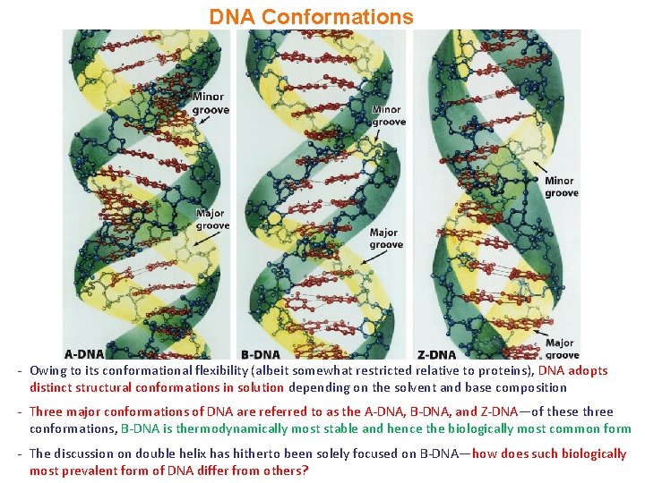 DNA Conformations - Owing to its conformational flexibility (albeit somewhat restricted relative to proteins),