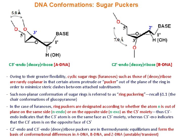 DNA Conformations: Sugar Puckers C 3’-endo (deoxy)ribose [A-DNA] C 2’-endo (deoxy)ribose [B-DNA] - Owing
