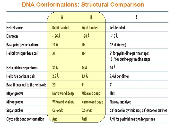 DNA Conformations: Structural Comparison DNA Conformations: Structural Comparison