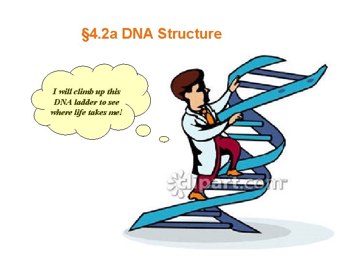 § 4. 2 a DNA Structure I will climb up this DNA ladder to § 4. 2 a DNA Structure I will climb up this DNA ladder to