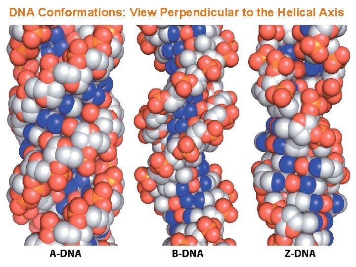 DNA Conformations: View Perpendicular to the Helical Axis 