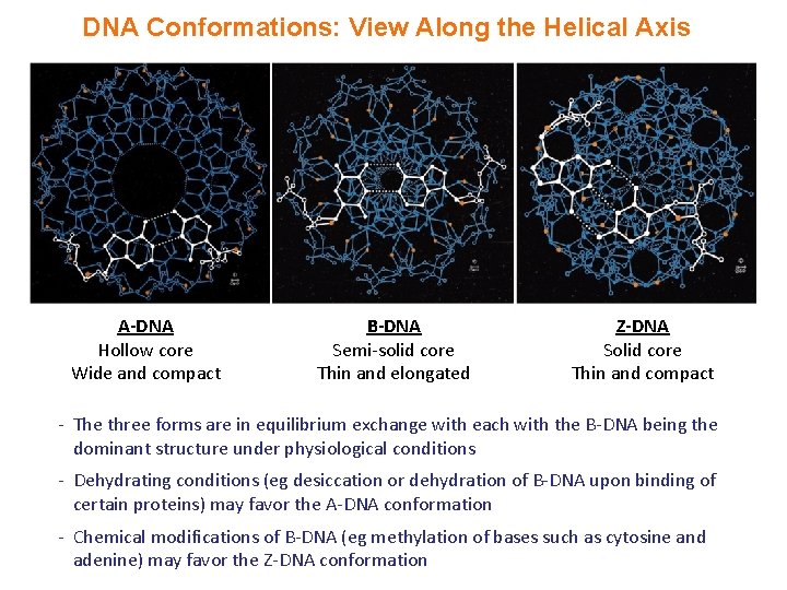 DNA Conformations: View Along the Helical Axis A-DNA Hollow core Wide and compact B-DNA DNA Conformations: View Along the Helical Axis A-DNA Hollow core Wide and compact B-DNA