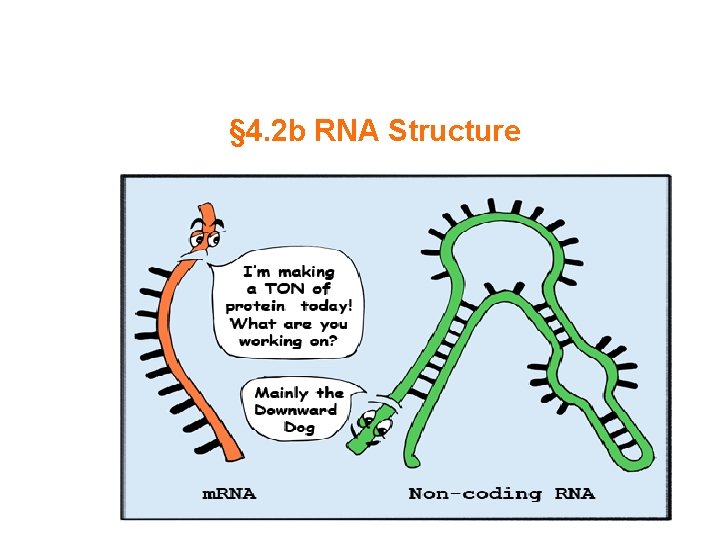 § 4. 2 b RNA Structure 