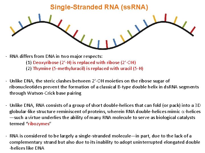 Single-Stranded RNA (ss. RNA) - RNA differs from DNA in two major respects: (1)