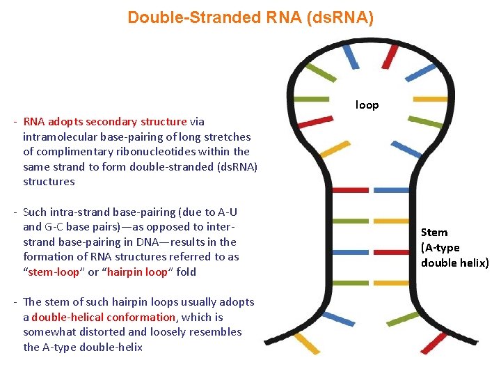 Double-Stranded RNA (ds. RNA) loop - RNA adopts secondary structure via intramolecular base-pairing of