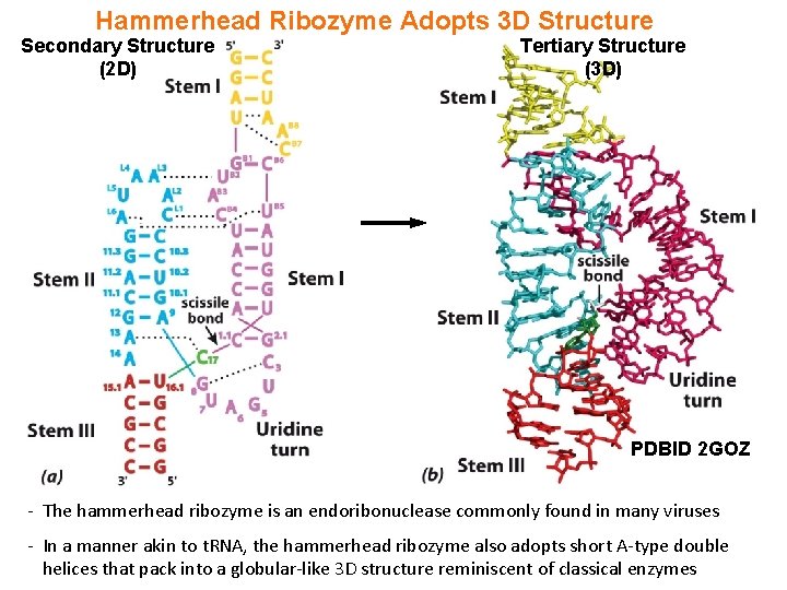 Hammerhead Ribozyme Adopts 3 D Structure Secondary Structure (2 D) Tertiary Structure (3 D) Hammerhead Ribozyme Adopts 3 D Structure Secondary Structure (2 D) Tertiary Structure (3 D)