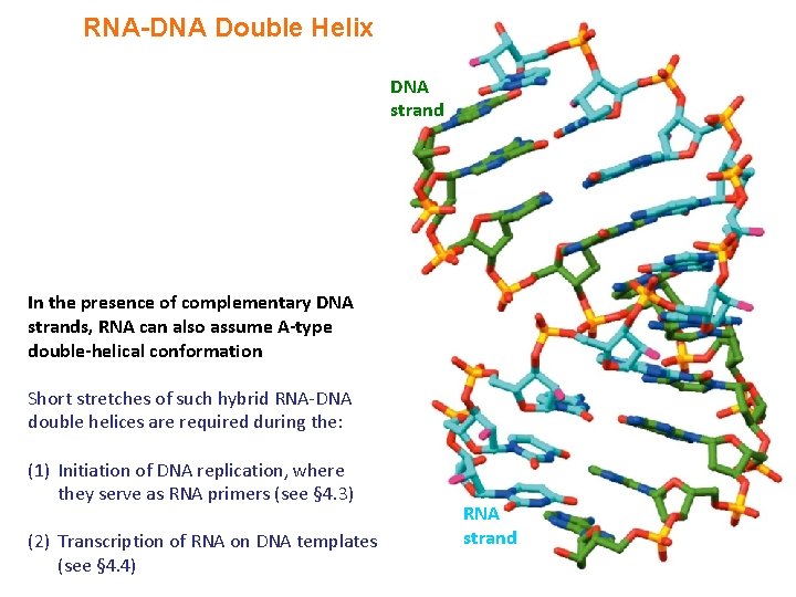 RNA-DNA Double Helix DNA strand In the presence of complementary DNA strands, RNA can