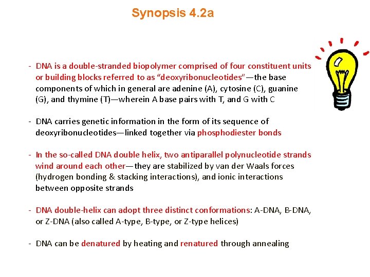 Synopsis 4. 2 a - DNA is a double-stranded biopolymer comprised of four constituent