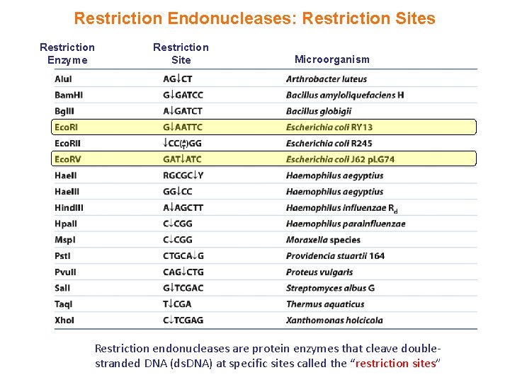 Restriction Endonucleases: Restriction Sites Restriction Enzyme Restriction Site Microorganism Restriction endonucleases are protein enzymes