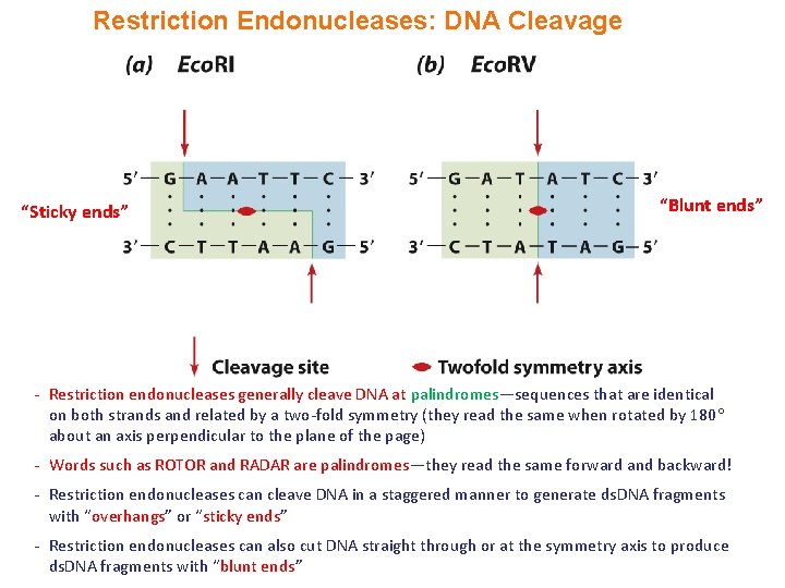 Restriction Endonucleases: DNA Cleavage “Sticky ends” “Blunt ends” - Restriction endonucleases generally cleave DNA