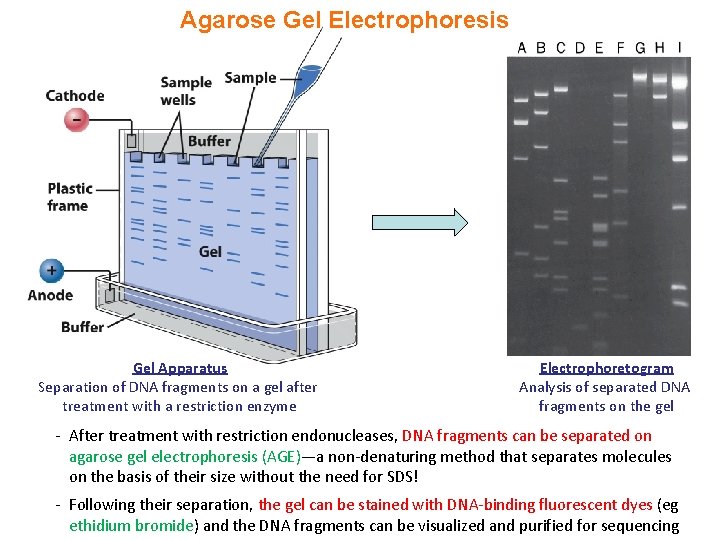Agarose Gel Electrophoresis Gel Apparatus Separation of DNA fragments on a gel after treatment Agarose Gel Electrophoresis Gel Apparatus Separation of DNA fragments on a gel after treatment