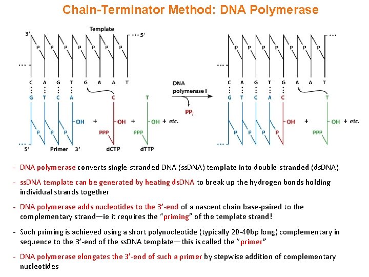 Chain-Terminator Method: DNA Polymerase - DNA polymerase converts single-stranded DNA (ss. DNA) template into