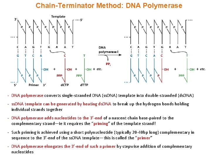 Chain-Terminator Method: DNA Polymerase - DNA polymerase converts single-stranded DNA (ss. DNA) template into Chain-Terminator Method: DNA Polymerase - DNA polymerase converts single-stranded DNA (ss. DNA) template into