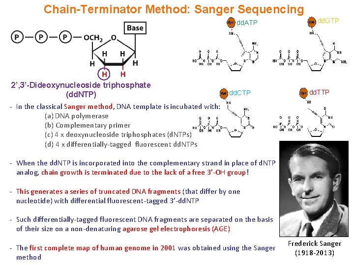 Chain-Terminator Method: Sanger Sequencing dd. ATP 2’, 3’-Dideoxynucleoside triphosphate (dd. NTP) dd. CTP dd.