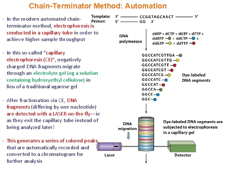 Chain-Terminator Method: Automation - In the modern automated chainterminator method, electrophoresis is conducted in Chain-Terminator Method: Automation - In the modern automated chainterminator method, electrophoresis is conducted in