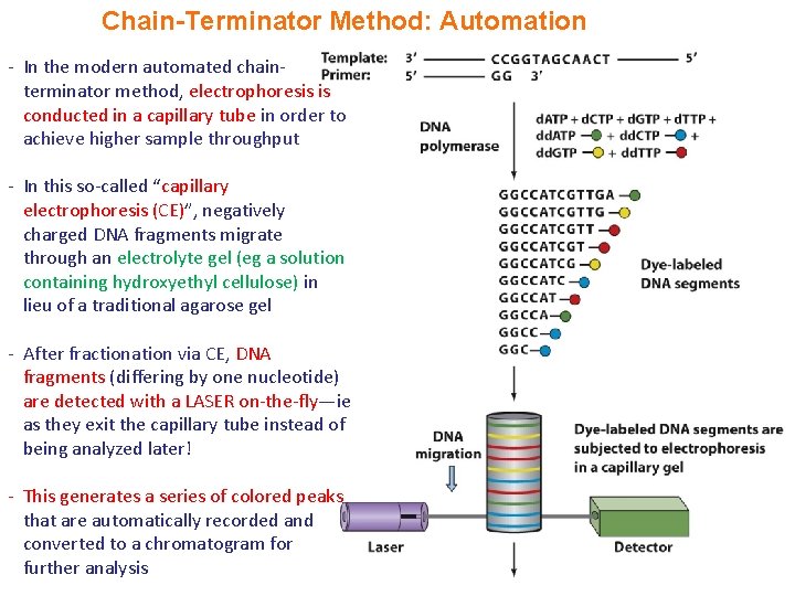 Chain-Terminator Method: Automation - In the modern automated chainterminator method, electrophoresis is conducted in