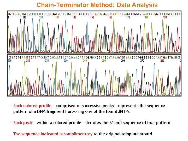 Chain-Terminator Method: Data Analysis - Each colored profile—comprised of successive peaks—represents the sequence pattern