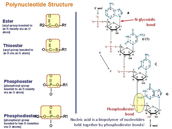 Polynucleotide Structure Ester [acyl group bonded to an R moiety via an O atom]