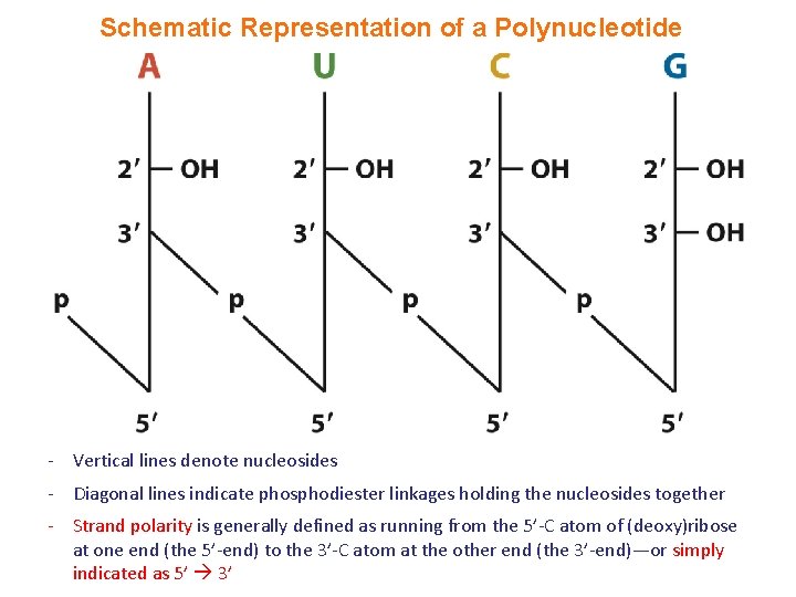 Schematic Representation of a Polynucleotide - Vertical lines denote nucleosides - Diagonal lines indicate