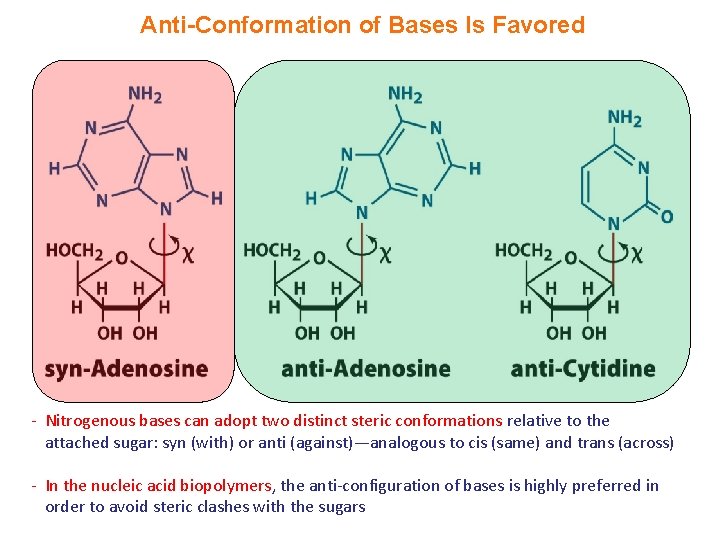 Anti-Conformation of Bases Is Favored - Nitrogenous bases can adopt two distinct steric conformations Anti-Conformation of Bases Is Favored - Nitrogenous bases can adopt two distinct steric conformations