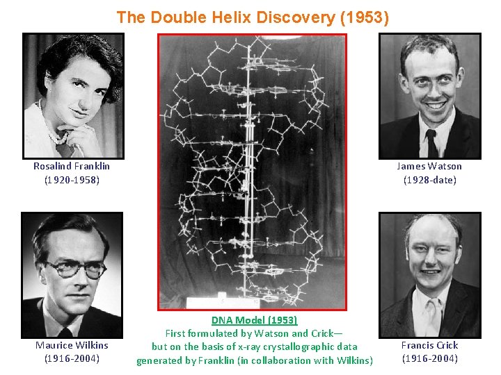 The Double Helix Discovery (1953) Rosalind Franklin (1920 -1958) Maurice Wilkins (1916 -2004) James The Double Helix Discovery (1953) Rosalind Franklin (1920 -1958) Maurice Wilkins (1916 -2004) James