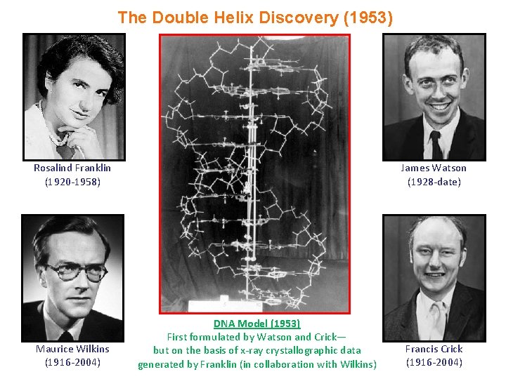 The Double Helix Discovery (1953) Rosalind Franklin (1920 -1958) Maurice Wilkins (1916 -2004) James