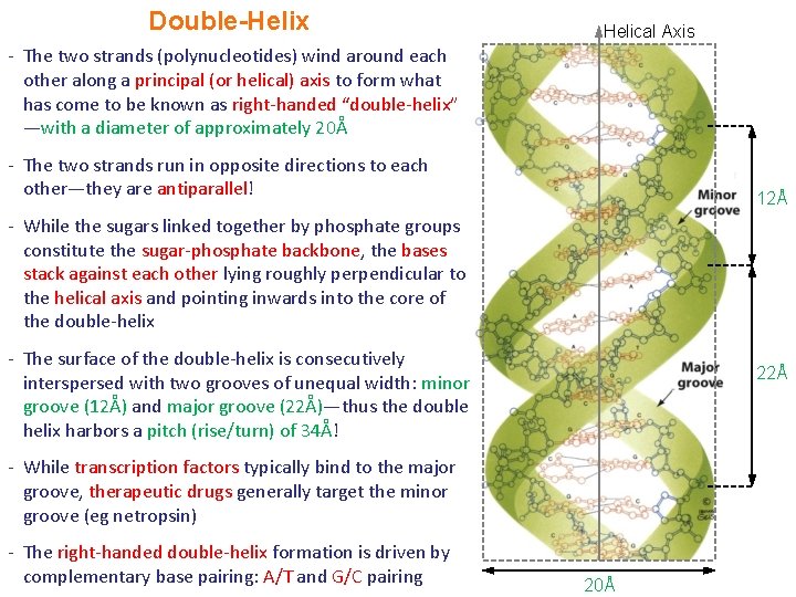 Double-Helix Helical Axis - The two strands (polynucleotides) wind around each other along a Double-Helix Helical Axis - The two strands (polynucleotides) wind around each other along a