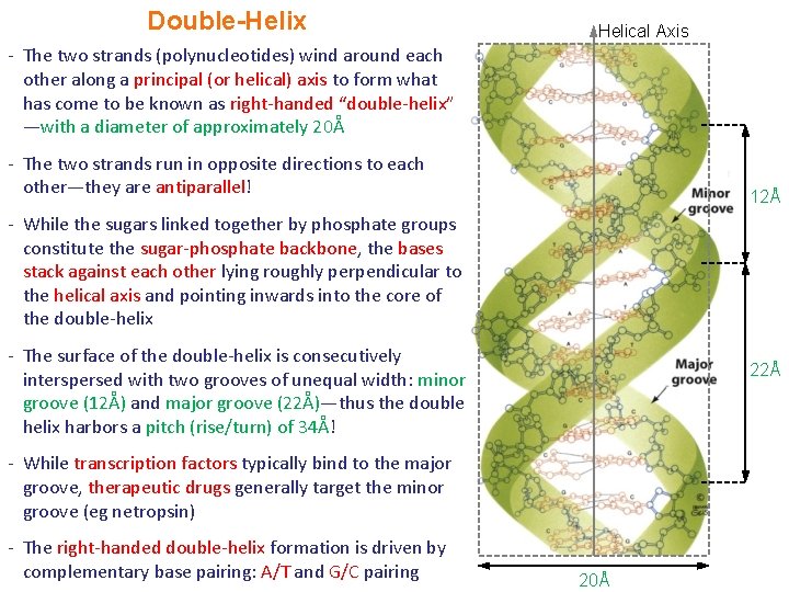 Double-Helix Helical Axis - The two strands (polynucleotides) wind around each other along a