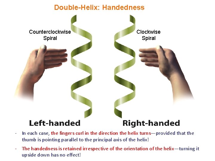 Double-Helix: Handedness Counterclockwise Spiral Clockwise Spiral - In each case, the fingers curl in